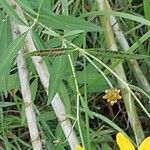 Coreopsis tripteris Листок