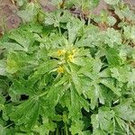 Ranunculus sceleratus Habit