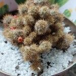 Mammillaria prolifera Feuille