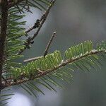 Abies homolepis Lapas