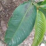 Garcinia mangostana Blad