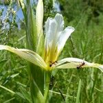 Iris halophila Flower