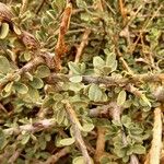 Maerua crassifolia Hoja