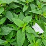 Salvia dorisiana Habit