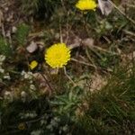 Pilosella lactucella Flower