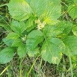 Rubus saxatilis 叶