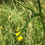 Crepis biennis Leaf