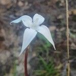 Conostomium quadrangulare Flower