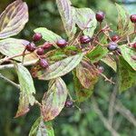 Viburnum nervosum