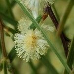 Acacia cognata Flower