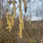 Alnus serrulata Froito