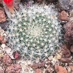 Rebutia deminuta Hoja