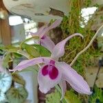 Dendrobium anosmum Кветка