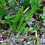 Lycopodium annotinum Цветок