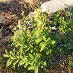 Crotalaria retusa ശീലം