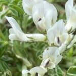 Astragalus depressus