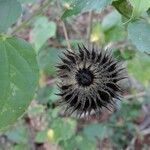 Abutilon exstipulare Fruit