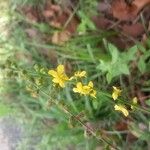 Agrimonia eupatoriaFlower