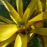 Aechmea blanchetiana Leaf