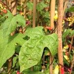 Ipomoea lobata Fulla