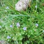 Wahlenbergia hederacea Flor