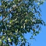 Eucalyptus tereticornis Leaf