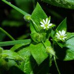 Stellaria media Blad