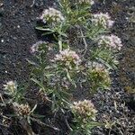 Echium brevirame Staniste