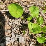 Dichondra carolinensis Feuille