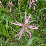 Silene flos-cuculiBloem