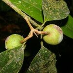 Calophyllum brasiliense Frucht