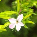 Diosma hirsuta 花