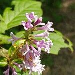 Syringa villosa Blüte