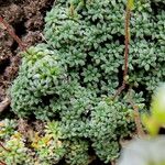 Saxifraga caesia Blatt