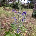 Delphinium staphisagria Floro