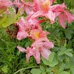 Rhododendron calendulaceum 花