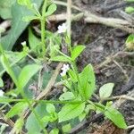 Myosotis sparsiflora Blodyn