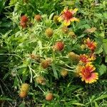 Gaillardia pulchella Агульны выгляд