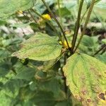 Helianthus decapetalus Lehti