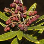 Comarostaphylis arbutoides Leaf