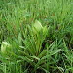 Saussurea obvallata Habit