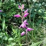 Cephalanthera rubraFlower