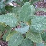 Salvia tingitana Levél