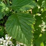 Rubus argutus Leaf