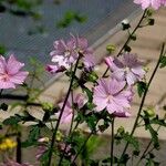 Malva alcea Alia