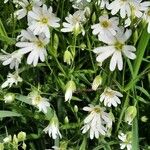 Stellaria holostea 整株植物