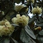 Rhododendron macabeanum Çiçek