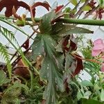 Begonia aconitifolia Blad