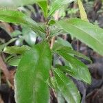 Macadamia tetraphylla Yaprak