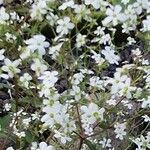 Euphorbia corollata Kvet